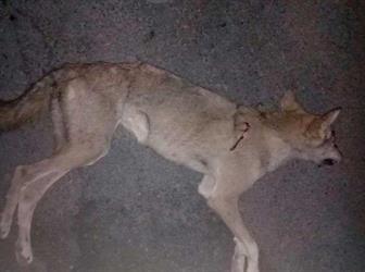 "سبعينية" تنجو من مهاجمة ذئب لها بمنزلها في الطائف.. وحفيدها يقتله (صورة) "سبعينية" تنجو من مهاجمة ذئب لها بمنزلها في الطائف.. وحفيدها يقتله (صورة)