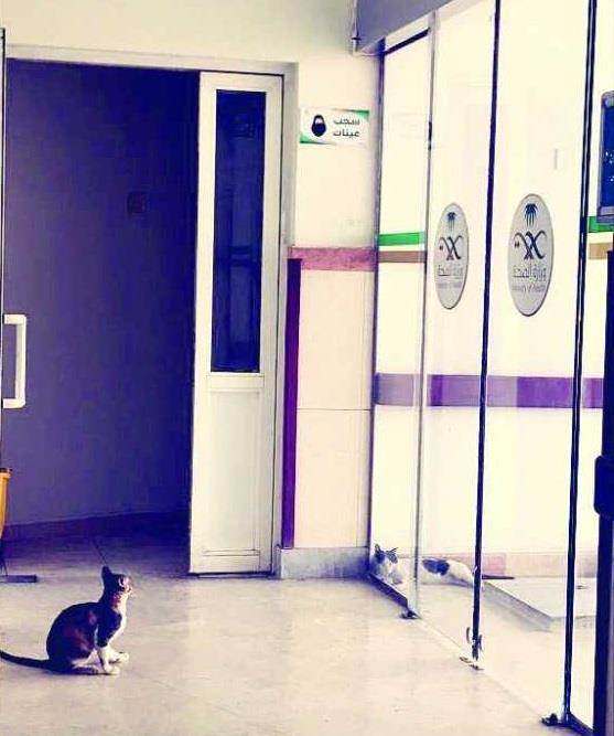 توضيحية توضيحية
